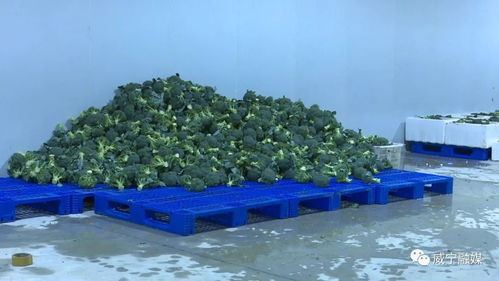 威宁江楠现代农副产品加工物流园 一期 首开区正式投入运行
